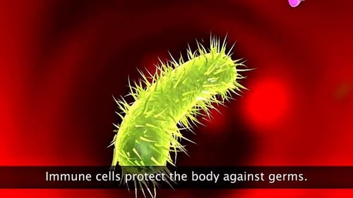 Immune System Antibodies Fighting Bacteria Medical Animation