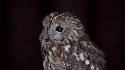 Close Up of Owl on Black Background