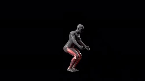 3D Human Squat Exercise with Highlighted Muscle Anatomy
