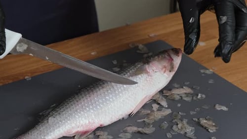 Cleaning fresh mullet fish from scales hands with a knife on cutting board closeup