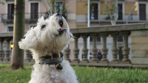 Cute White Dog Sitting on Park Grass