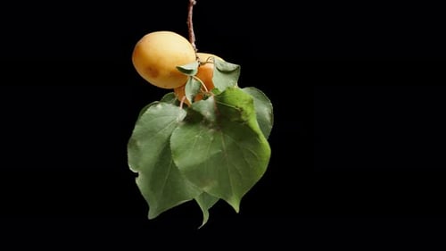 Two ripe apricots are rotating on a branch with green leaves against a black background. Isolate