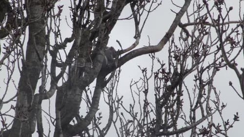 Grey Squirrel Sat High Up In Tree Eating Overcast Winter UK Hertfordshire Borehamwood