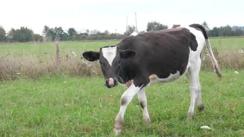 Calf Grazing Peacefully in a Green Field