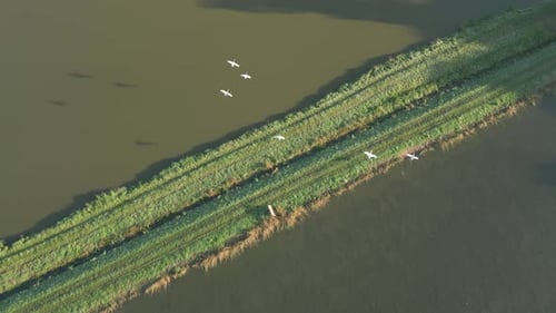 Top View of White Swans Flying Over Autumn Ponds Aerial