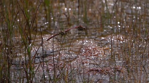 Red dragonflies mating and flying together over water grassy pond