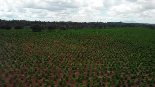 Cena agrícola pacífica com densas palmeiras que se estendem em direção a horizontes distantes abaixo