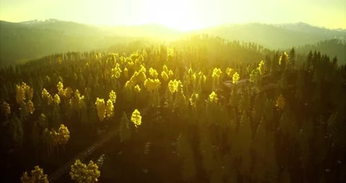 Soleil doré illuminant un paysage forestier à l'aube