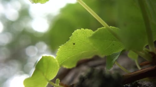 Green leaves trembling in the wind, blurry forest background and white bright sky shining through.