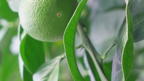 A Closeup of a Green Orange Hanging on a Tree Tropical Fruits on a Tree Vertical Video