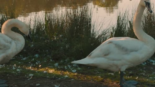 Swans Standing Next to Lake with Camera Passing by in Slow Motion