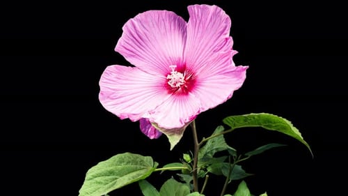 Time Lapse of a Pink Flower Blooming