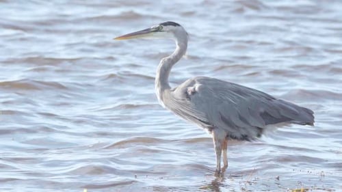 great blue heron standing on windy beach shore in slow motion