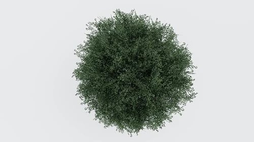 Lush Green Bush from Above