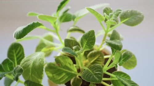 Close Up Green Plant Leaves Watered With Sunlight Indoors