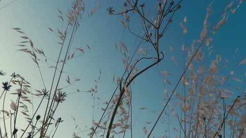 Plant Reeds And Blue Sky