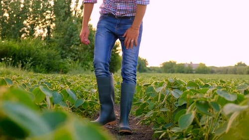 Farmer in Soybean Field Selective Focus