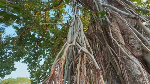 A huge banyan tree at the forest