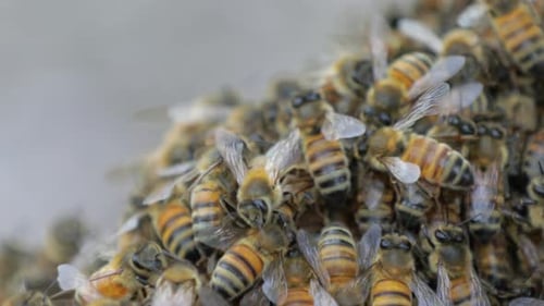 von einem großen Schwarm Honigbienen