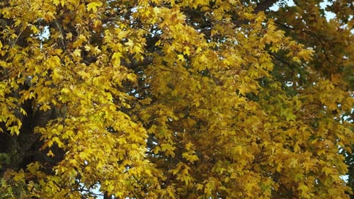 Golden Yellow Leaves on an Autumn Tree