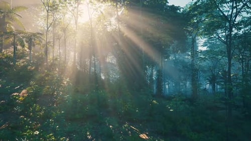 Sun Shining Through Trees in Forest