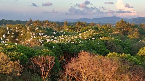 Aerial view of white egret bird flying and perching on the green treetop. Wildlife of heron bird.