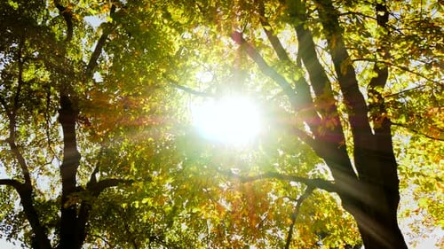 Sunlight Streaming Through Lush Green Forest Canopy