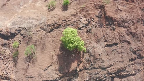 La última vegetación al borde