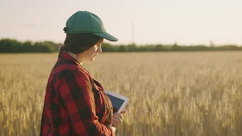 An Agronomy Worker with a Tablet Walks Through a Wheat Field
