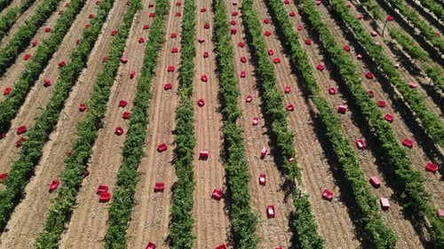 Grape Harvest