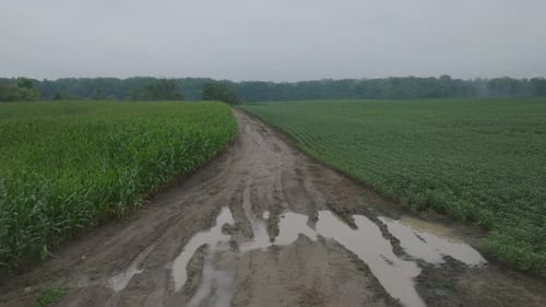 POV shot of soy bean field and corn bean field divided by muddy road on a cloudy day.