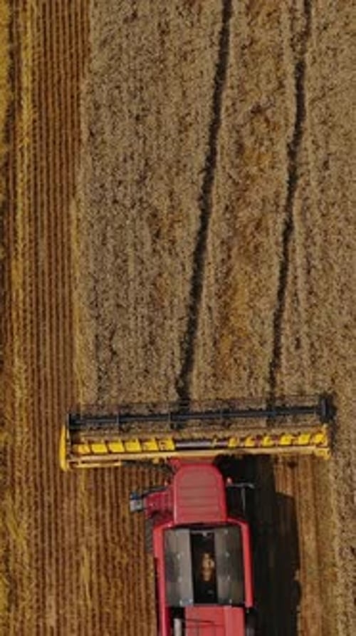 Vue aérienne de la moissonneuse-batteuse travaillant sur le grand champ de blé. Saison de récolte. Vidéo verticale