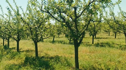 A Breathtakingly Lush Orchard Landscape Filled with Vibrant Green Trees and Abundant Grass