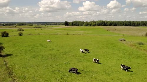 Aerial shot. View over green pasture, cows walking on green grass, in the middle there is a small wa