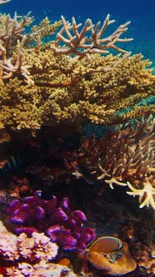 Underwater footage of the healthy coral reef with a lot of fish swimming around
