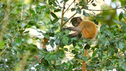 Baby Monkey Resting on Tree Among Lush Green Leaves Serene Nature