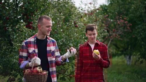 Man and boy standing in a big apple orchard.