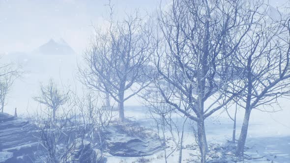 Beautiful Winter Cold Snowy Winter Trees Landscape, Backgrounds Motion ...