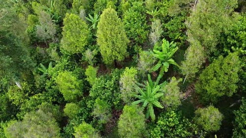 Lush Green Jungle Canopy Birds Eye View