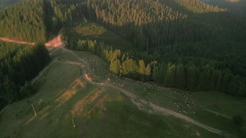 Top Down Drone View of Shepherd Guiding Flock of Sheep Along Mountain Road