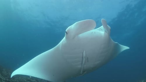 Majestic Manta Ray Gliding Underwater in Tropical Ocean