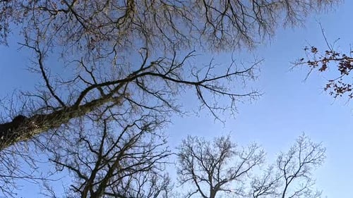 Looking up at trees