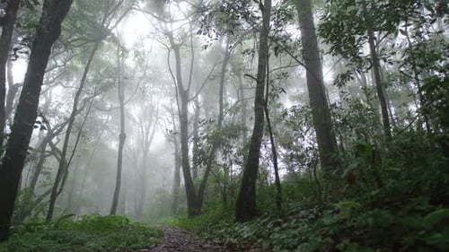 A forest with foggy trees and a path