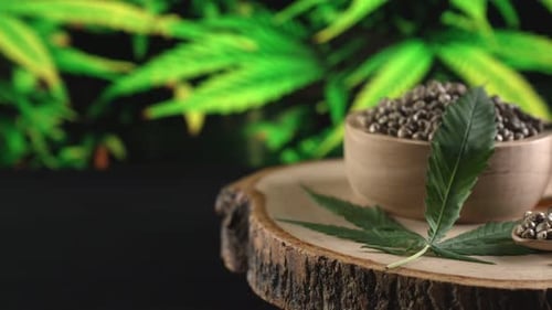 Semilla de cannabis en el tazón de una planta de cultivo legalizada