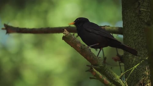 A small black bird perched on the broken branch. Bokeh background.