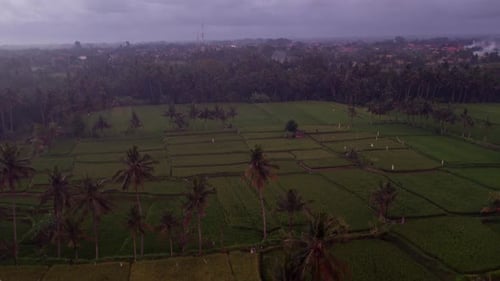 Aerial view of rice fields at sunset with palm trees, Indonesia.