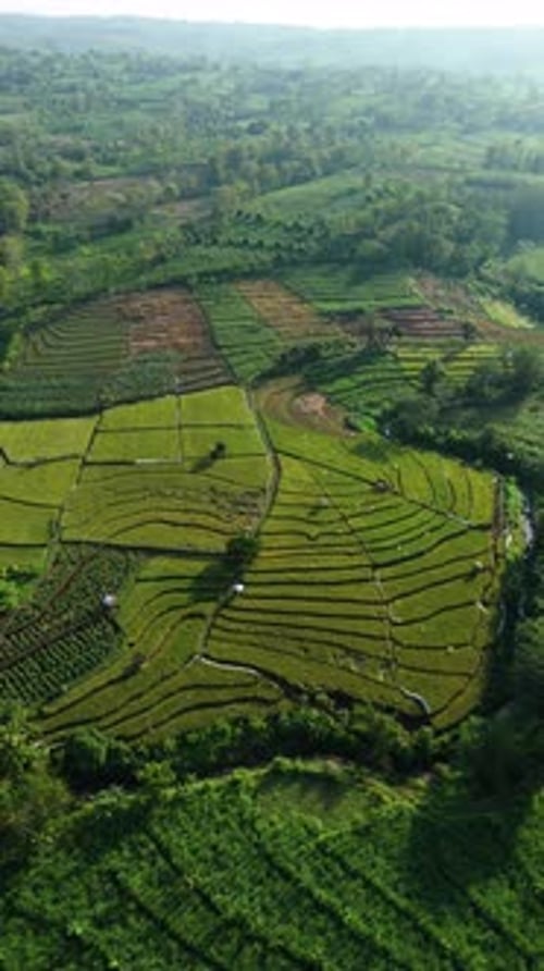 Beautiful view from top of green plantation, Vertical video for social media