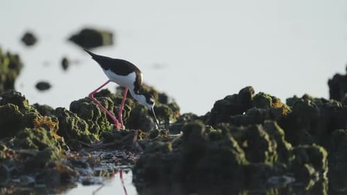 Black Necked Stilt Feeding in Rocky Reef