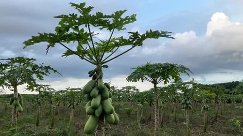 Papaya Trees Growing on a Tropical Farm