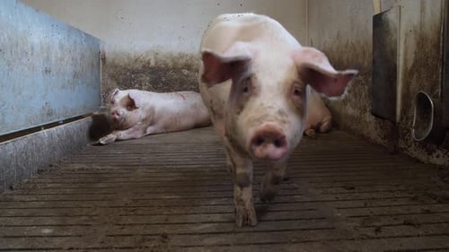 pig farm industry animal agriculture livestock cage